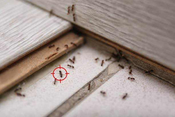 Best Residential Pest Control  in Menlo Park Terrace, NJ