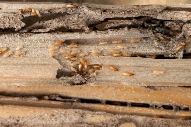 Best Pest Control Near Me  in Menlo Park Terrace, NJ